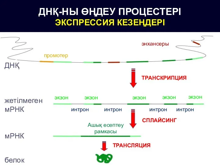 ДНҚ-НЫ ӨҢДЕУ ПРОЦЕСТЕРІ ЭКСПРЕССИЯ КЕЗЕҢДЕРІ ДНҚ жетілмеген мРНК мРНК белок промотер энхансеры