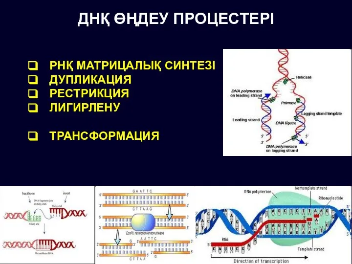 ДНҚ ӨҢДЕУ ПРОЦЕСТЕРІ РНҚ МАТРИЦАЛЫҚ СИНТЕЗІ ДУПЛИКАЦИЯ РЕСТРИКЦИЯ ЛИГИРЛЕНУ ТРАНСФОРМАЦИЯ