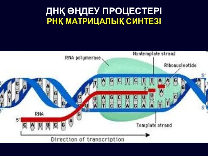 ДНҚ ӨҢДЕУ ПРОЦЕСТЕРІ РНҚ МАТРИЦАЛЫҚ СИНТЕЗІ