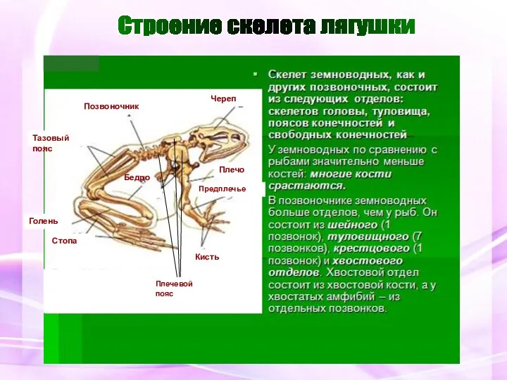 Строение скелета лягушки Позвоночник Позвоночник Череп Плечо Предплечье Кисть Тазовый пояс Бедро Голень Стопа Плечевой пояс