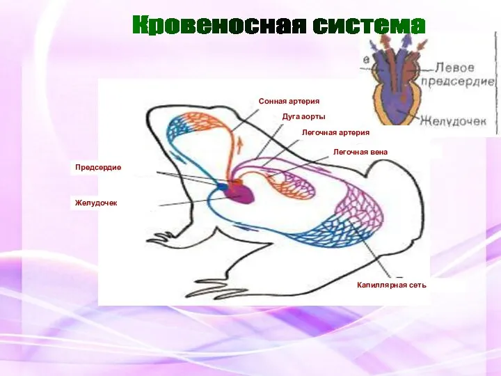 Кровеносная система Предсердие Желудочек Дуга аорты Легочная артерия Легочная вена Сонная артерия Капиллярная сеть