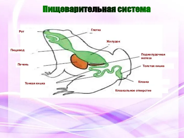 Пищеварительная система Рот Глотка Печень Желудок Поджелудочная железа Тонкая кишка Толстая кишка Клоака Клоакальное отверстие Пищевод