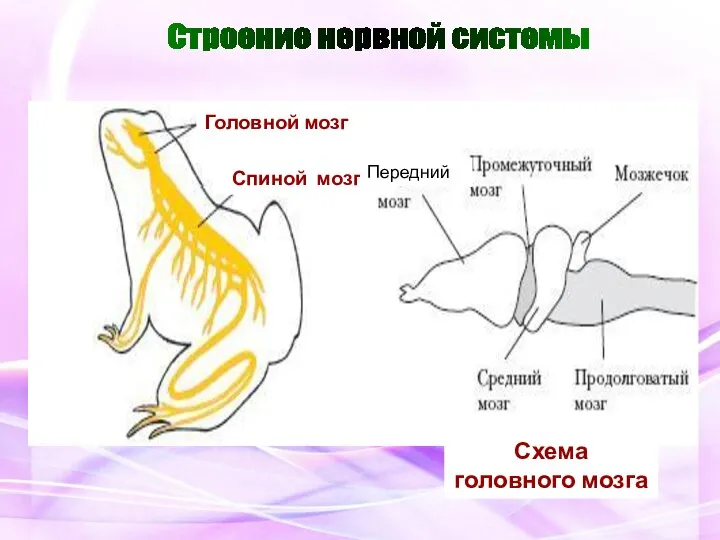 Строение нервной системы Головной мозг Спиной мозг Схема головного мозга Передний