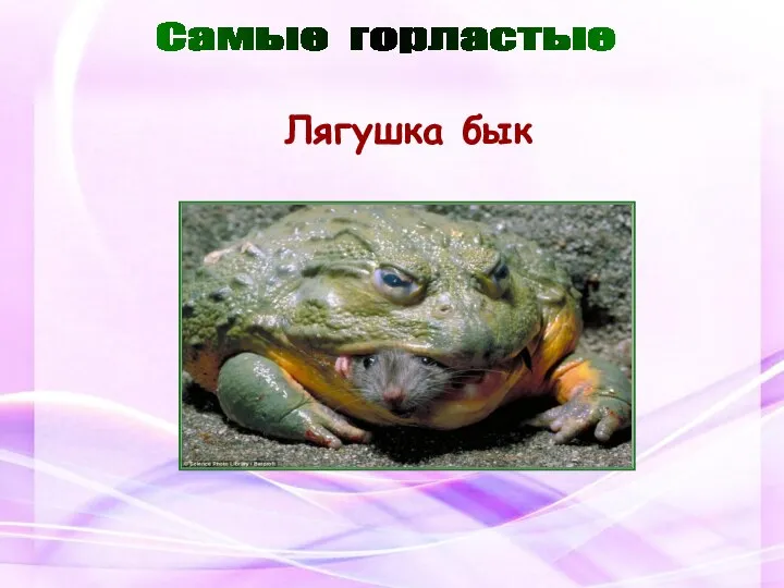 Самые горластые Лягушка бык