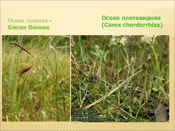 Осока плетевидная (Carex chordorrhiza) Осока топяная - Carex limosa