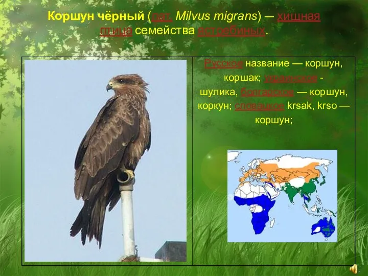 Коршун чёрный (лат. Milvus migrans) — хищная птица семейства ястребиных.