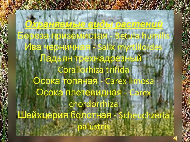 Охраняемые виды растений Береза приземистая - Betula humilis Ива черничная - Salix