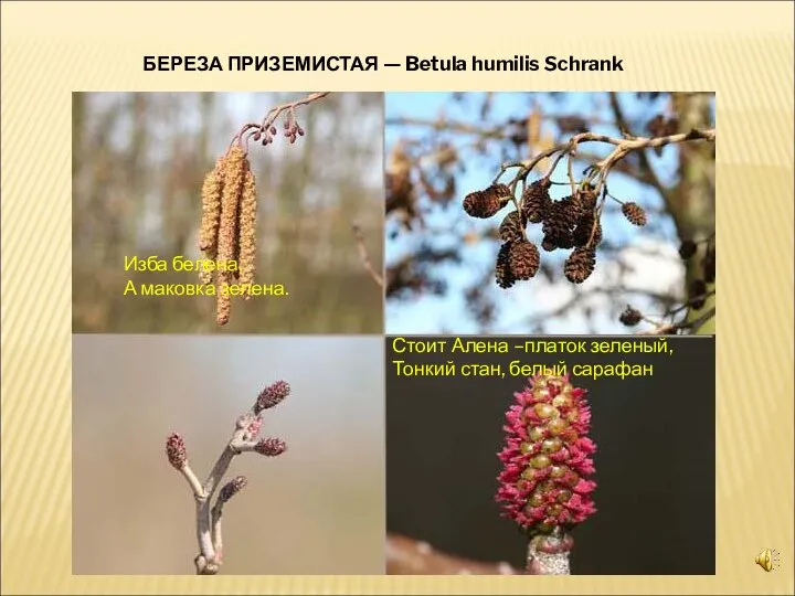 БЕРЕЗА ПРИЗЕМИСТАЯ — Betula humilis Schrank Изба белена, А маковка зелена. Стоит