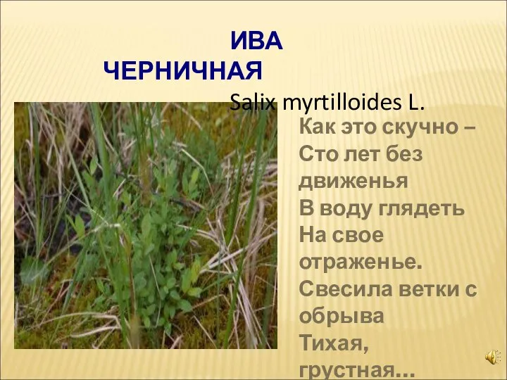 ИВА ЧЕРНИЧНАЯ Salix myrtilloides L. Как это скучно – Сто лет без