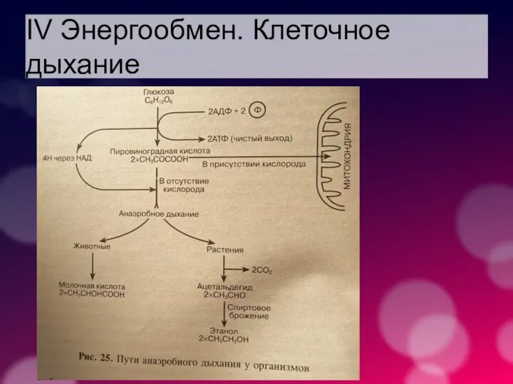 IV Энергообмен. Клеточное дыхание