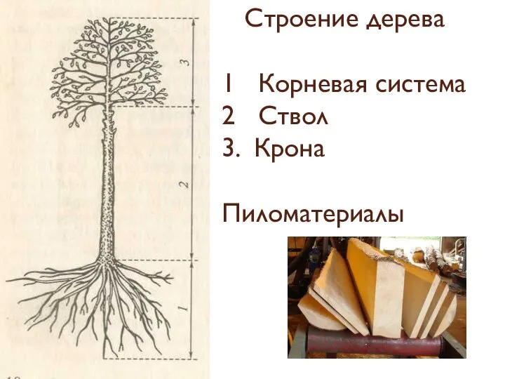 Строение дерева 1 Корневая система 2 Ствол 3. Крона Пиломатериалы