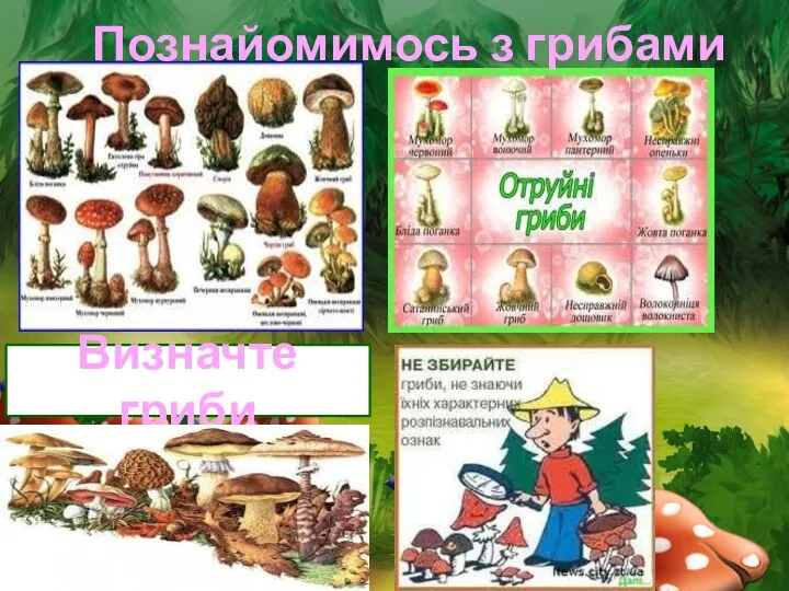 Визначте гриби Познайомимось з грибами