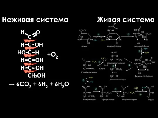 Гликолиз С6Н12О6 + 6H2O → CO2 + 12H2 + 4АТФ → 6CO2
