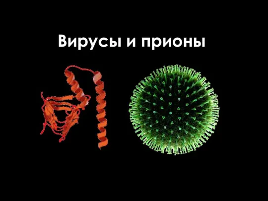 Вирусы и прионы