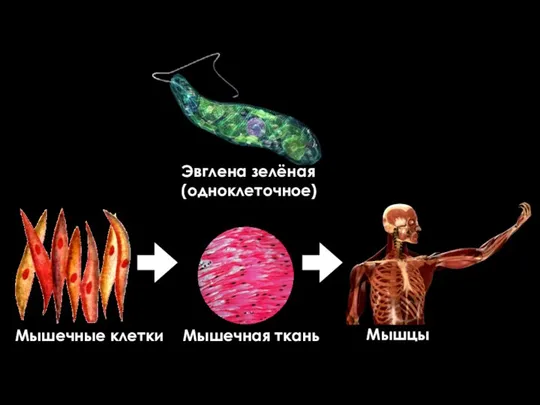 Эвглена зелёная (одноклеточное) Мышечные клетки Мышечная ткань Мышцы