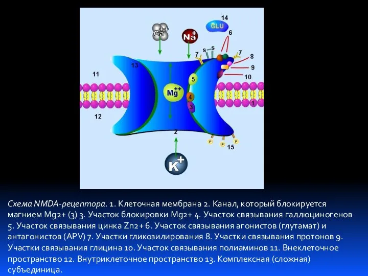 Схема NMDA-рецептора. 1. Клеточная мембрана 2. Канал, который блокируется магнием Mg2+ (3)