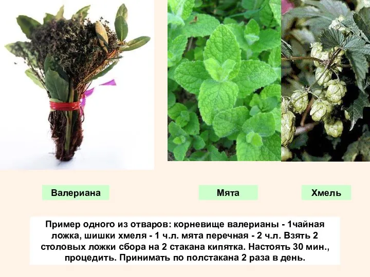 Пример одного из отваров: корневище валерианы - 1чайная ложка, шишки хмеля -