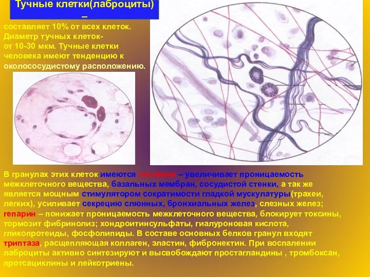 составляет 10% от всех клеток. Диаметр тучных клеток- от 10-30 мкм. Тучные