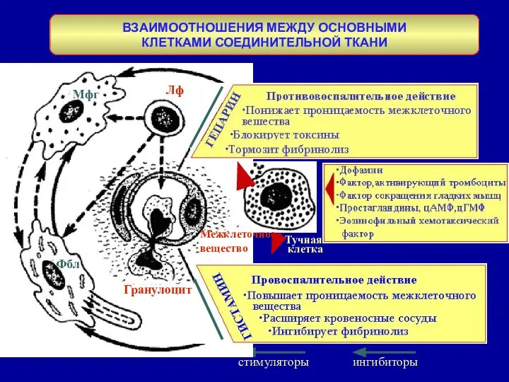 ВЗАИМООТНОШЕНИЯ МЕЖДУ ОСНОВНЫМИ КЛЕТКАМИ СОЕДИНИТЕЛЬНОЙ ТКАНИ