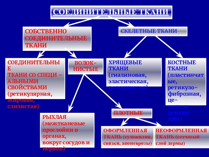 СОЕДИНИТЕЛЬНЫЕ ТКАНИ СОБСТВЕННО СОЕДИНИТЕЛЬНЫЕ ТКАНИ СКЕЛЕТНЫЕ ТКАНИ СОЕДИНИТЕЛЬНЫЕ ТКАНИ СО СПЕЦИ –