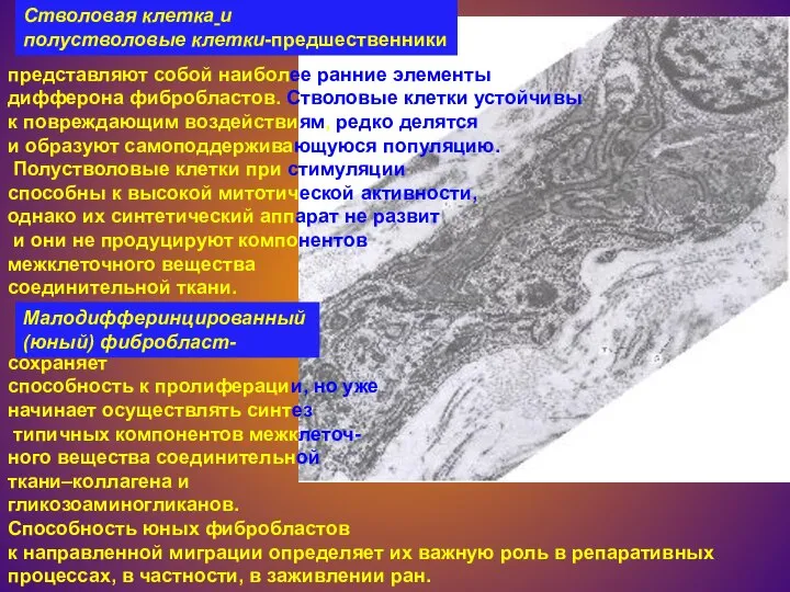 представляют собой наиболее ранние элементы дифферона фибробластов. Стволовые клетки устойчивы к повреждающим