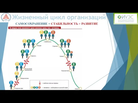 Жизненный цикл организаций САМОСОХРАНЕНИЕ = СТАБИЛЬНОСТЬ + РАЗВИТИЕ