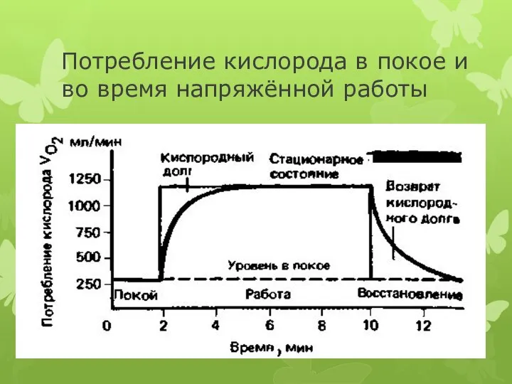 Потребление кислорода в покое и во время напряжённой работы