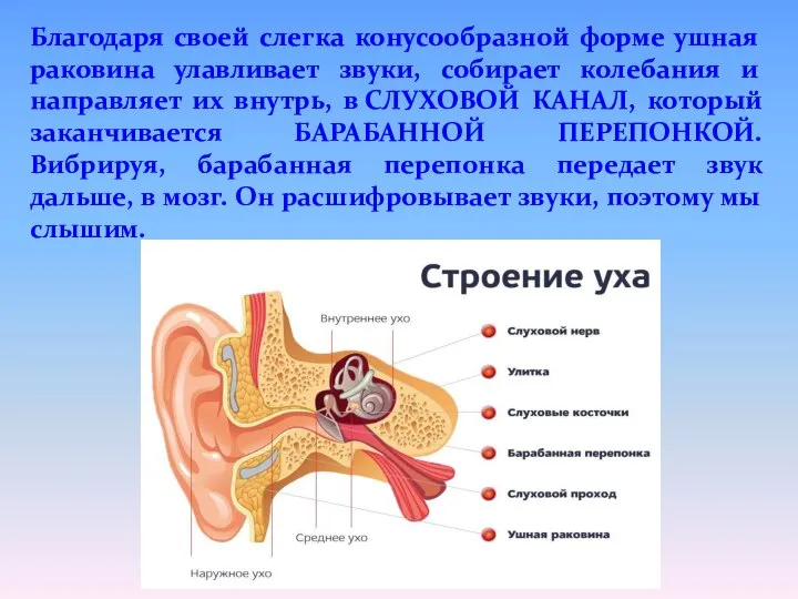 Благодаря своей слегка конусообразной форме ушная раковина улавливает звуки, собирает колебания и