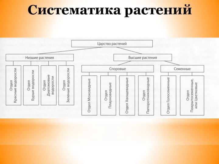 Систематика растений