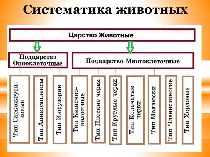 Систематика животных