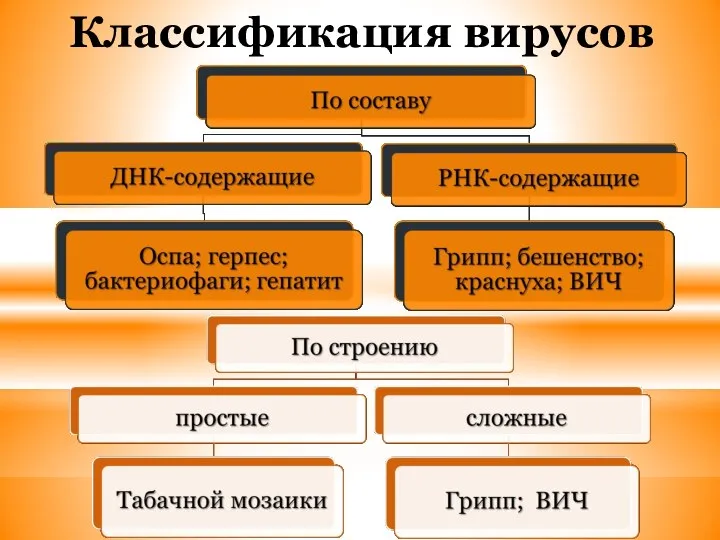 Классификация вирусов