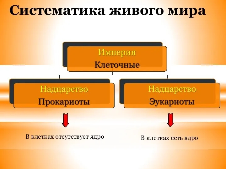 Систематика живого мира В клетках отсутствует ядро В клетках есть ядро