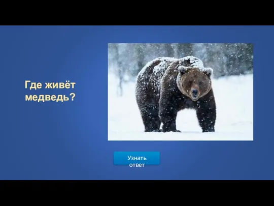 Узнать ответ Где живёт медведь?