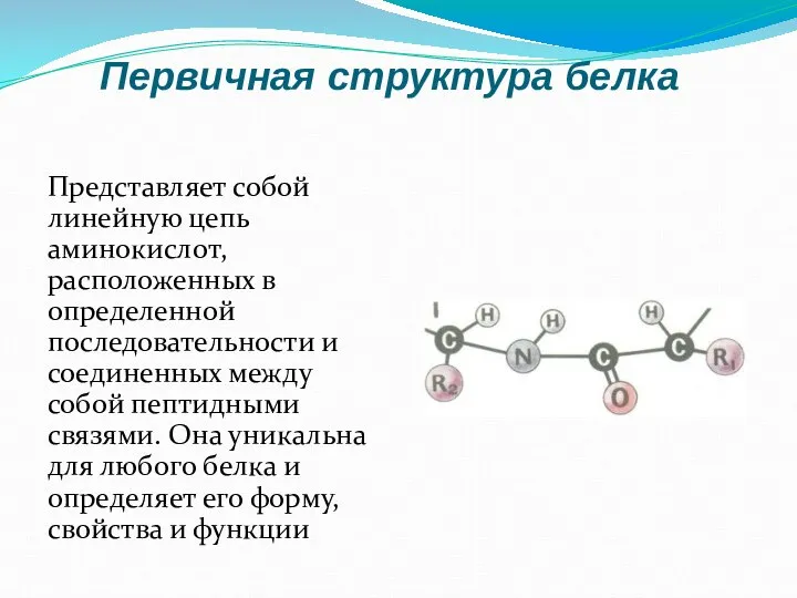 Первичная структура белка Представляет собой линейную цепь аминокислот, расположенных в определенной последовательности