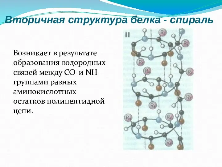 Вторичная структура белка - спираль Возникает в результате образования водородных связей между