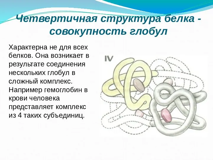 Четвертичная структура белка - совокупность глобул Характерна не для всех белков. Она