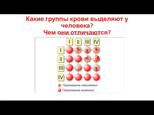 Какие группы крови выделяют у человека? Чем они отличаются?