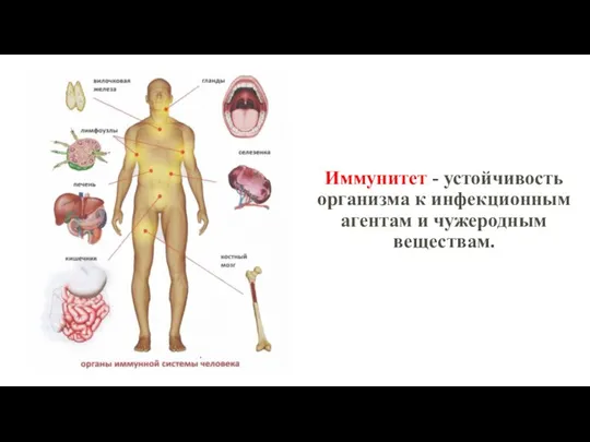 Иммунитет - устойчивость организма к инфекционным агентам и чужеродным веществам.