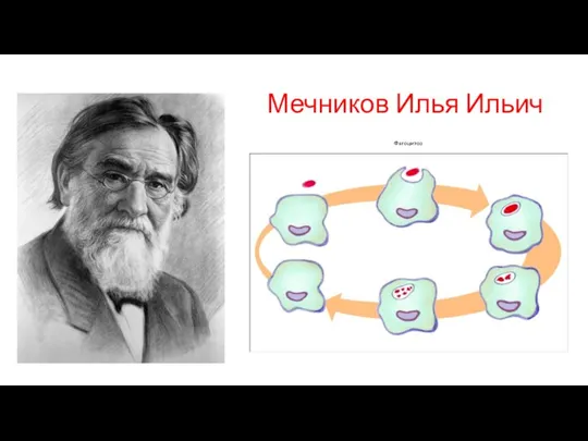 Мечников Илья Ильич