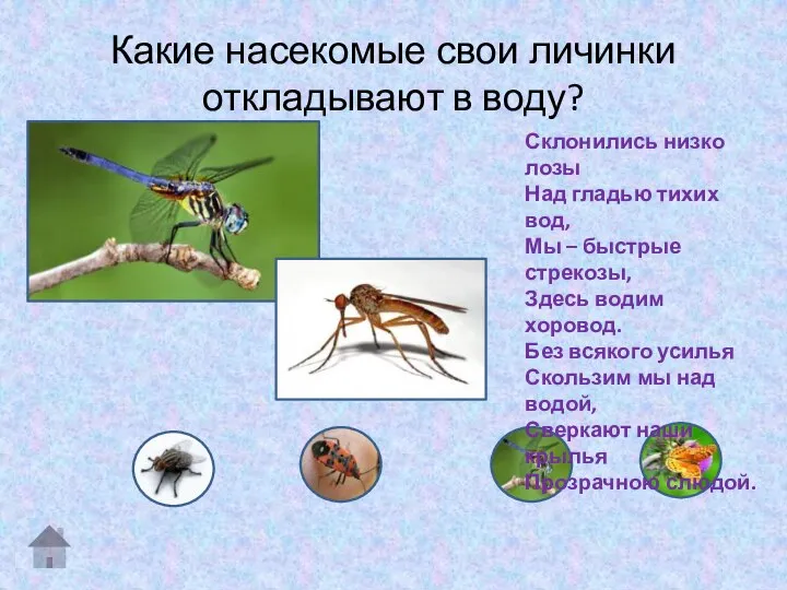 Какие насекомые свои личинки откладывают в воду? Склонились низко лозы Над гладью