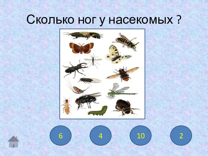 6 4 10 2 Сколько ног у насекомых ?