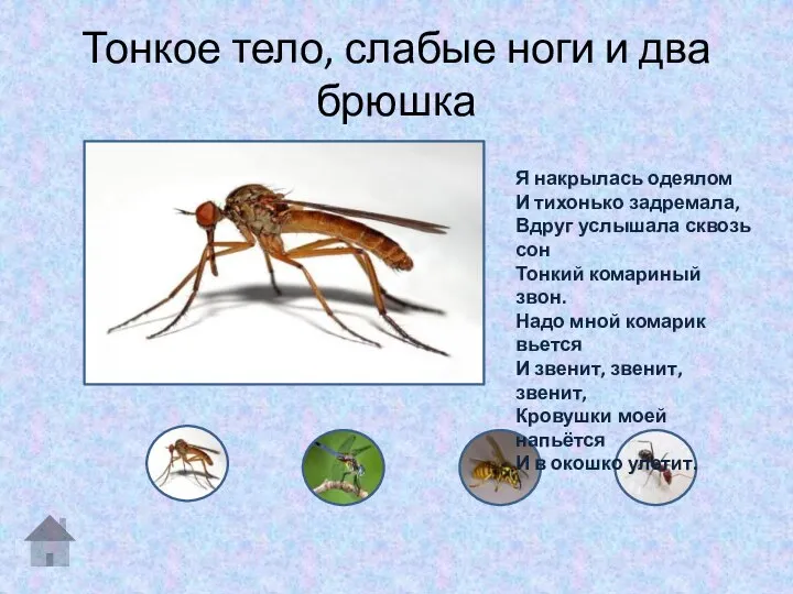 Тонкое тело, слабые ноги и два брюшка Я накрылась одеялом И тихонько