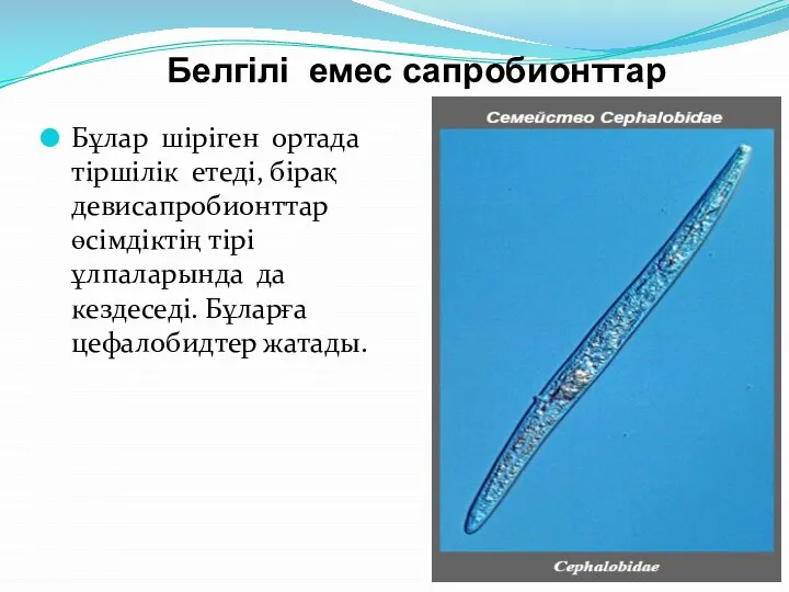 Белгілі емес сапробионттар Бұлар шіріген ортада тіршілік етеді, бірақ девисапробионттар өсімдіктің тірі