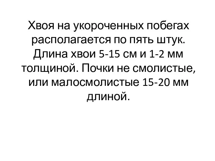 Хвоя на укороченных побегах располагается по пять штук. Длина хвои 5-15 см