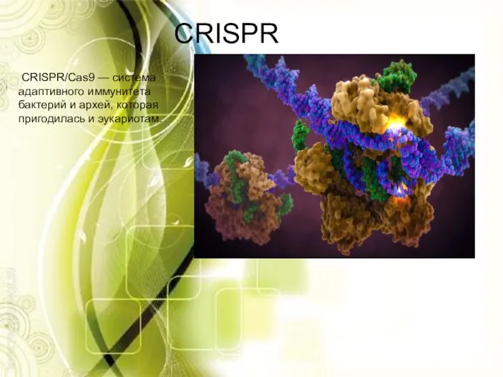 CRISPR CRISPR/Cas9 — система адаптивного иммунитета бактерий и архей, которая пригодилась и эукариотам.
