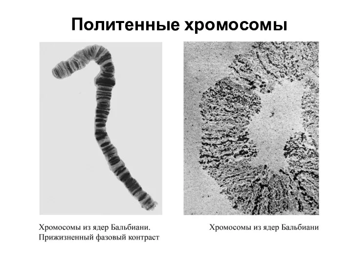 Политенные хромосомы