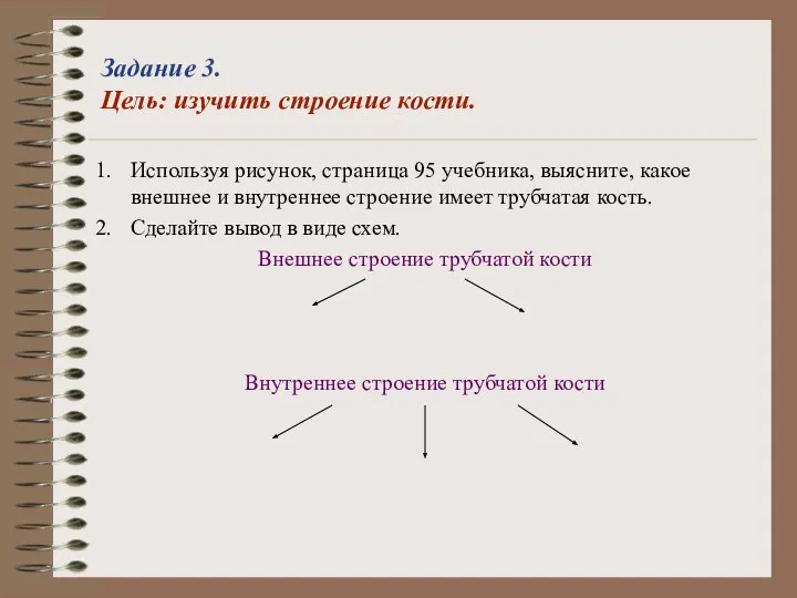 Задание 3. Цель: изучить строение кости. Используя рисунок, страница 95 учебника, выясните,