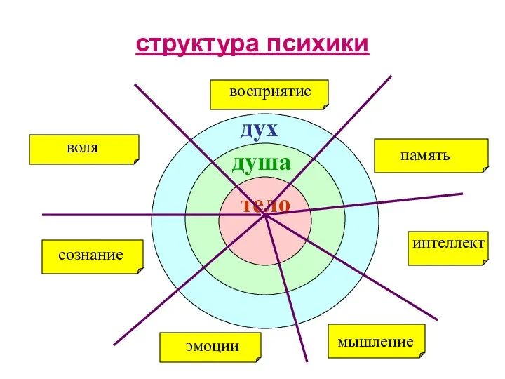 структура психики дух душа тело эмоции сознание интеллект память мышление воля восприятие