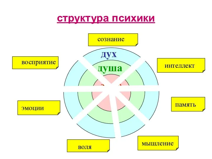 структура психики дух душа тело вввосприятие эмоции сознание интеллект память мышление воля