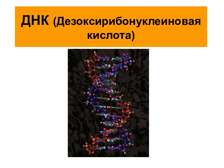 ДНК (Дезоксирибонуклеиновая кислота)